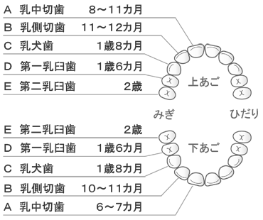 歯の生え変わり