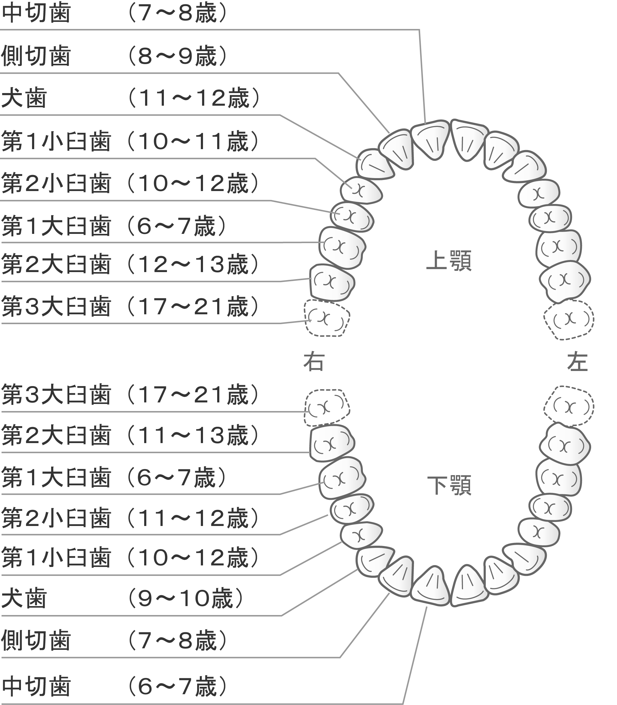 歯の生え変わり